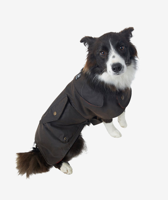 Dog wearing oilskin wool-lined coat in Aussie outdoor setting