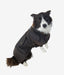 Dog wearing oilskin wool-lined coat in Aussie outdoor setting